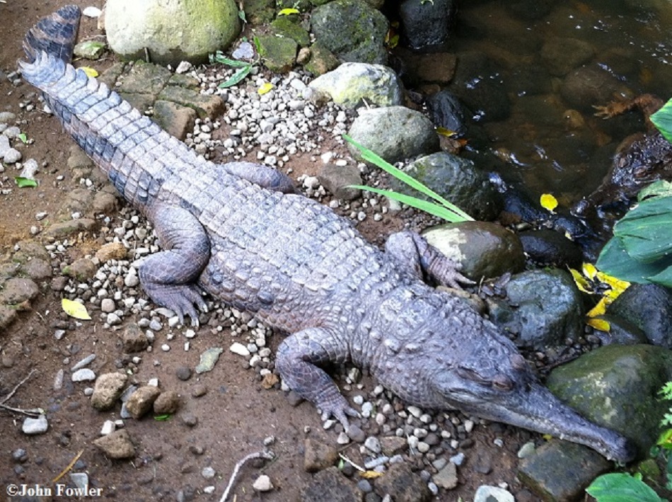 Slender-snouted Crocodile Mecistops